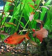 Serpae Tetra Fish